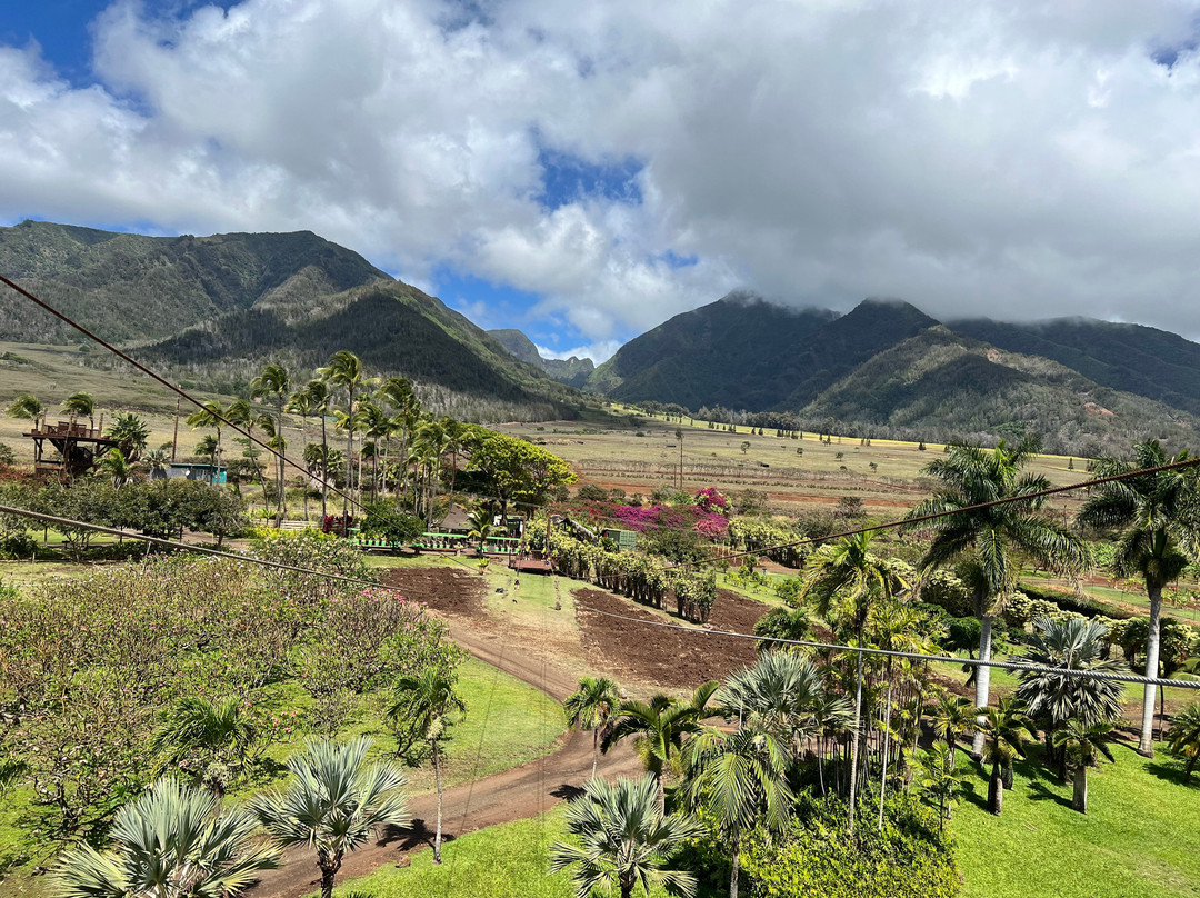 Maui Zipline Company-怀露库必去景点