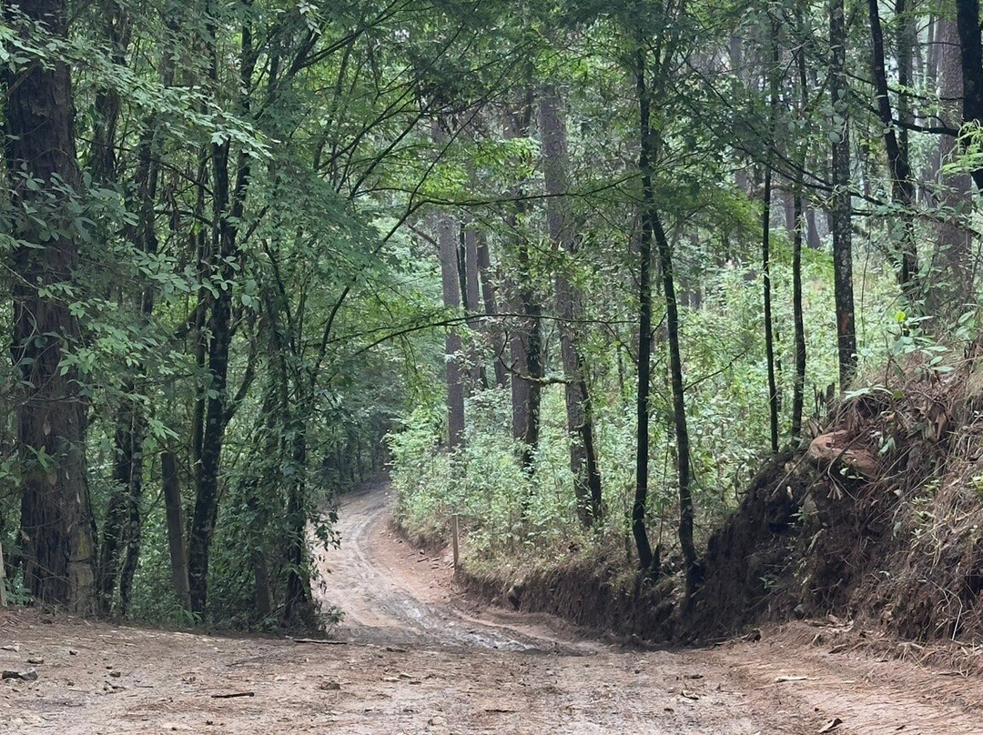 Las Luciérnagas主图