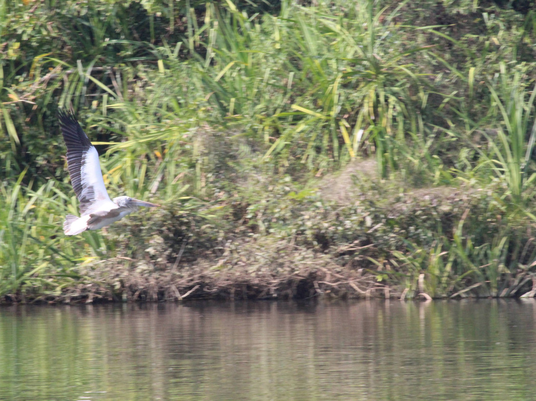 Ranganathittu Bird Sanctuary景点图片