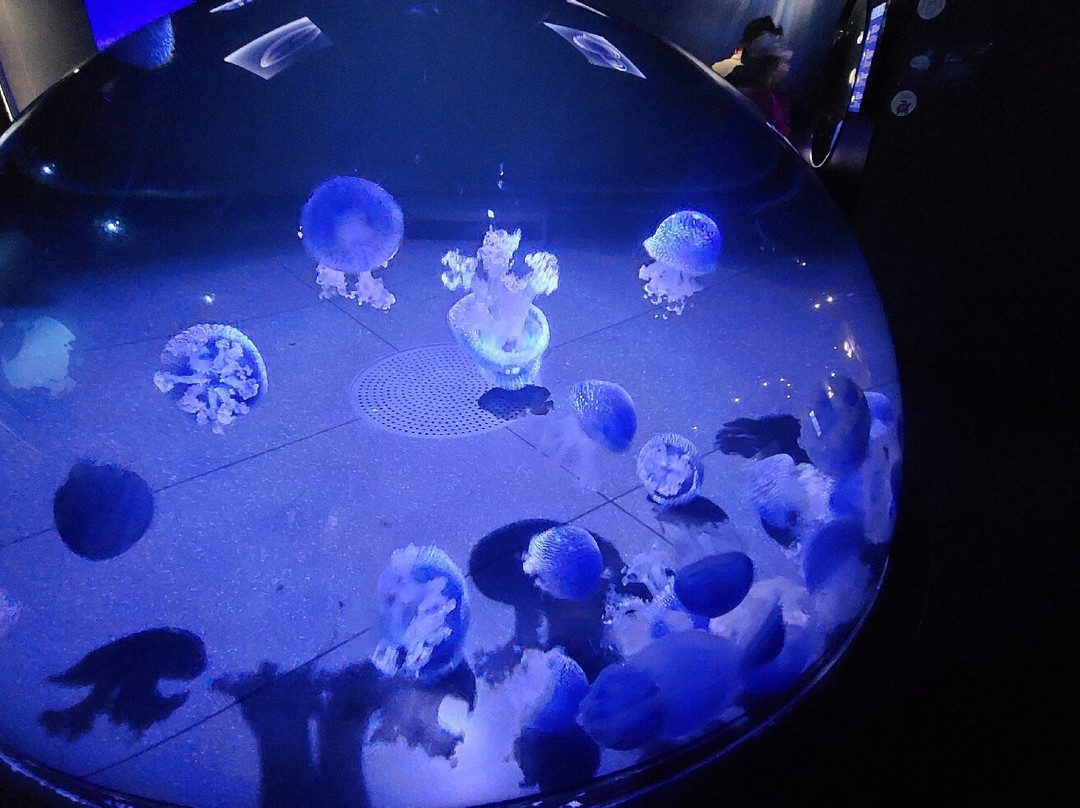 Aquarium La Rochelle景点图片
