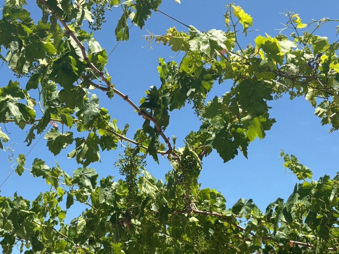 Garakis Winery-Kounavi必去景点