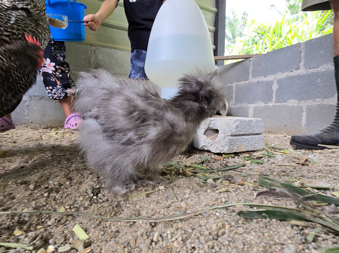 Gentle Farms 温柔农场-Gelang Patah必去景点