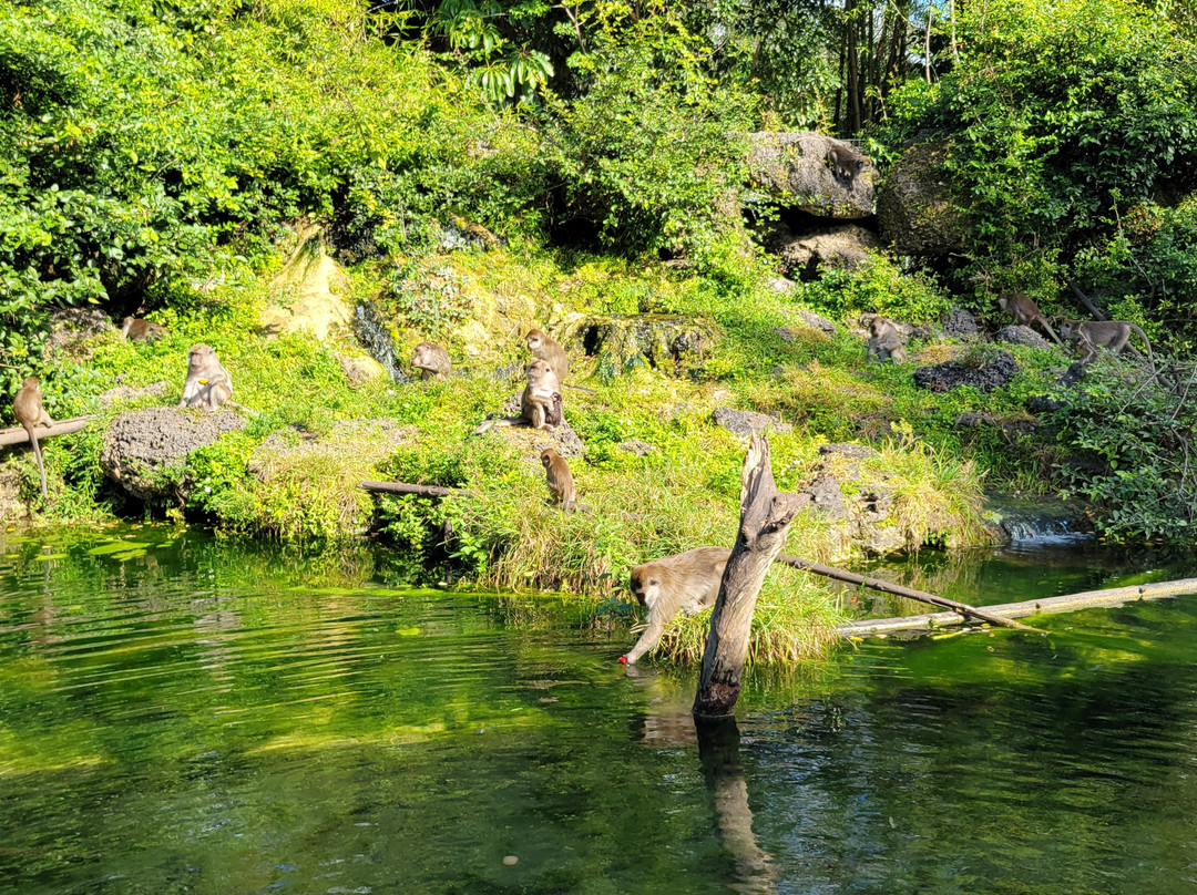 Monkey Jungle-迈阿密必去景点