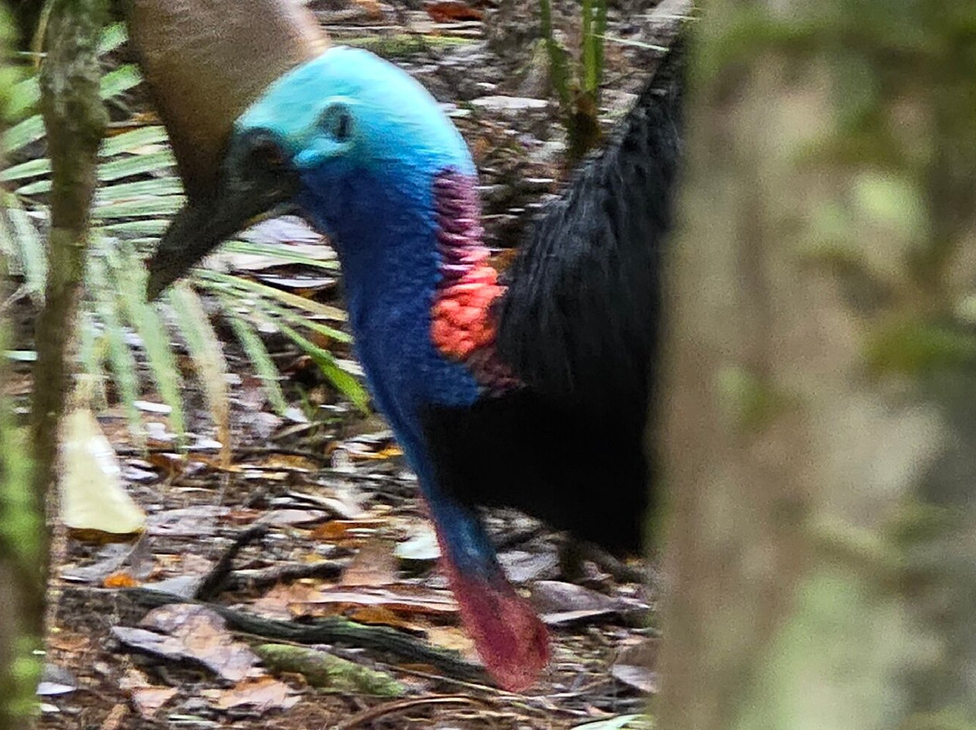 Walkabout Cultural Adventures-Mossman必去景点