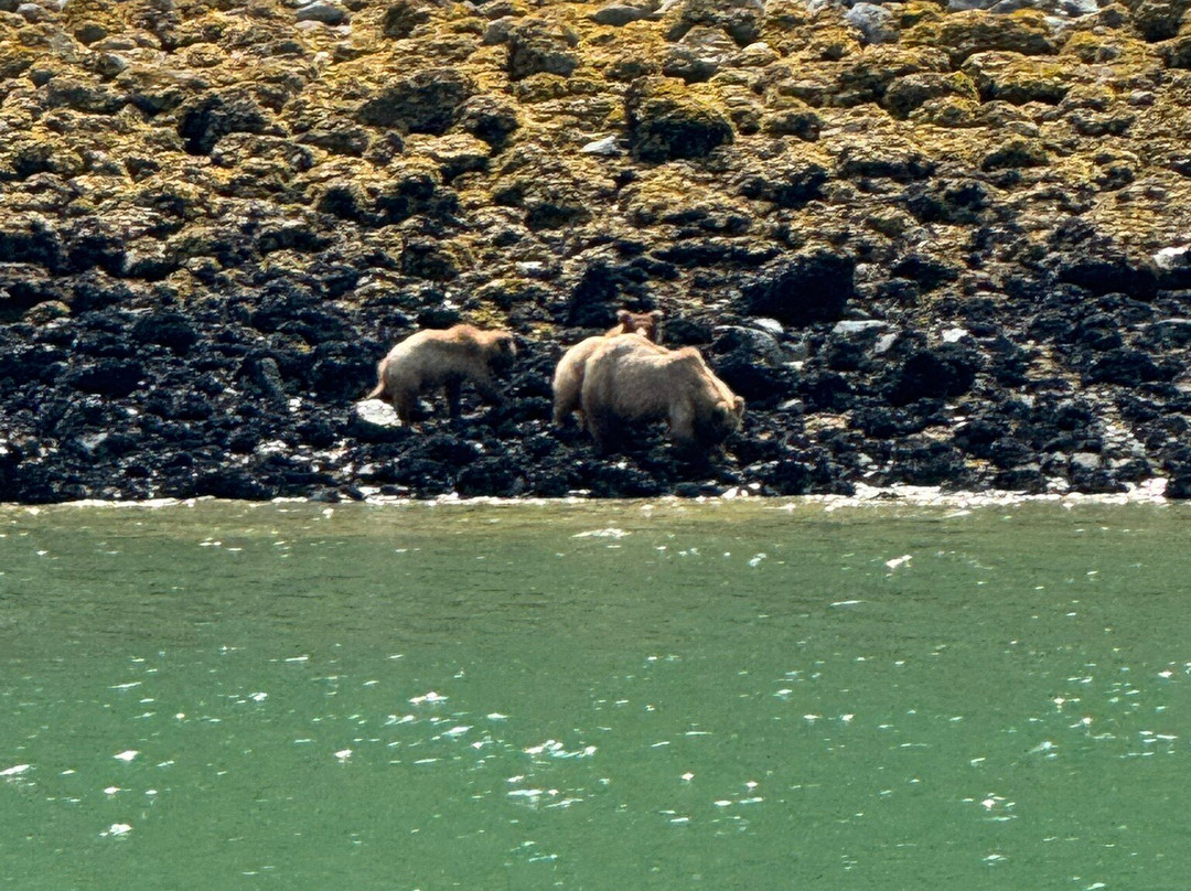 Glacier Bay Lodge & Tours-古斯塔夫斯必去景点