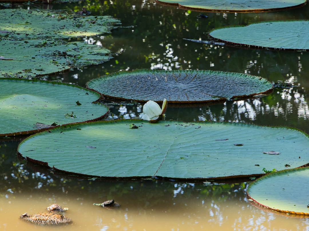 El Jardin de la Victoria Regia-莱蒂西亚必去景点