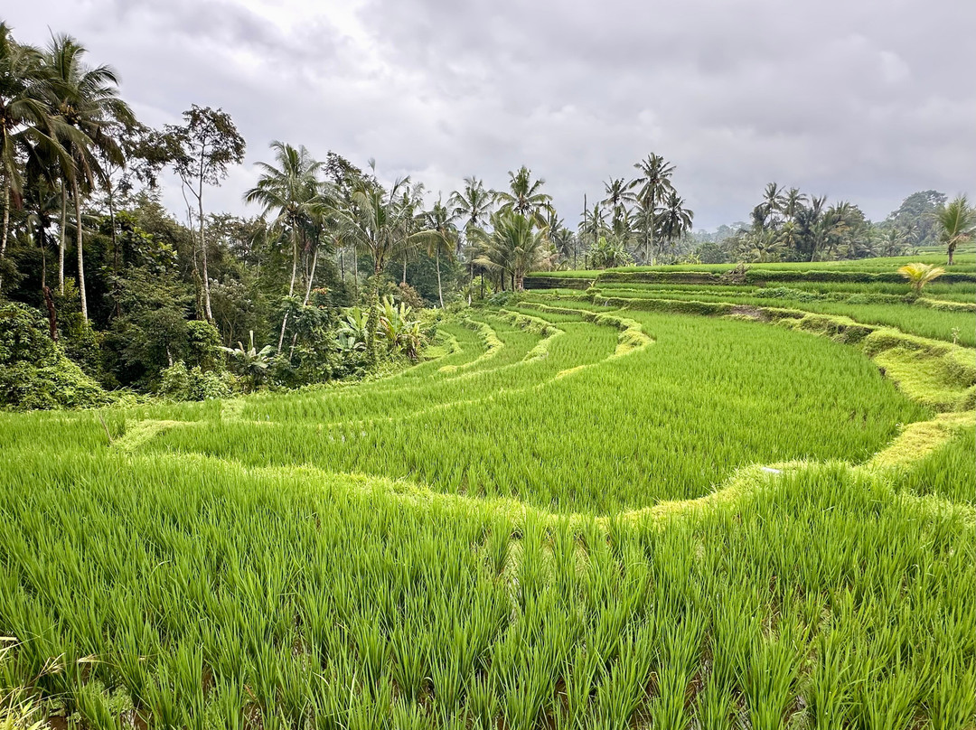 Authentic Walking Tours-乌布必去景点