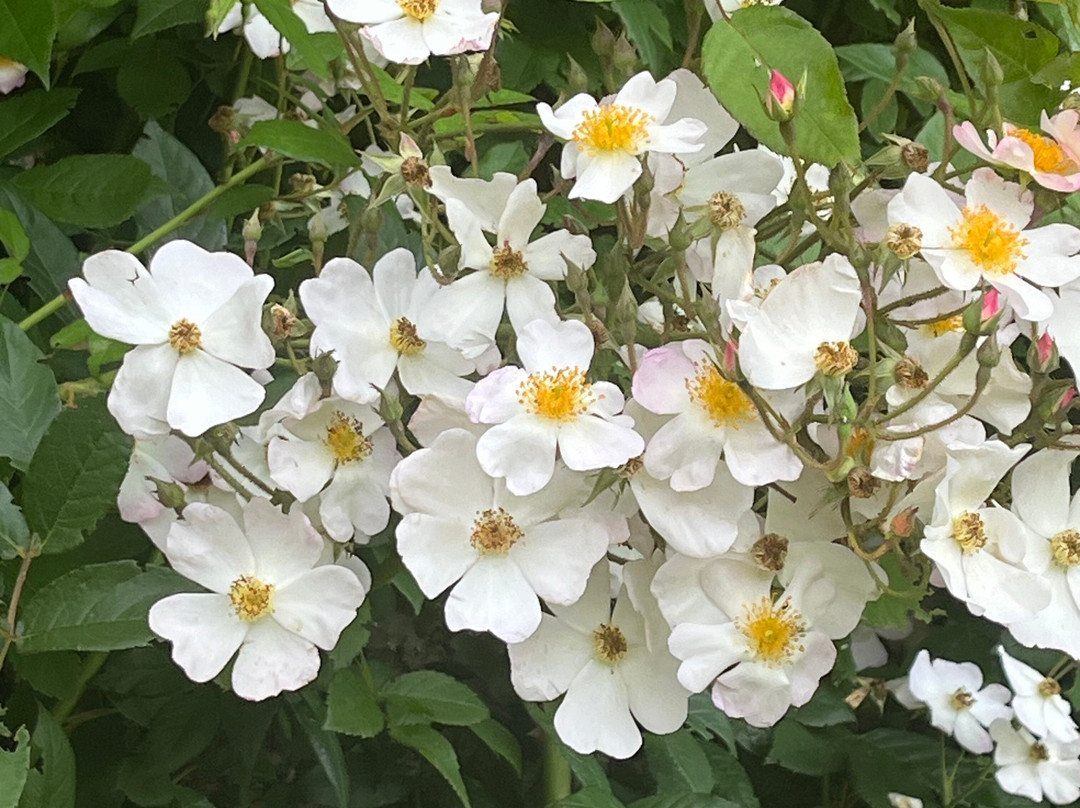 Woolbeding Gardens-Woolbeding必去景点