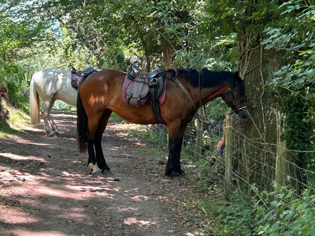 Ellesmere Riding Centre-布雷肯必去景点