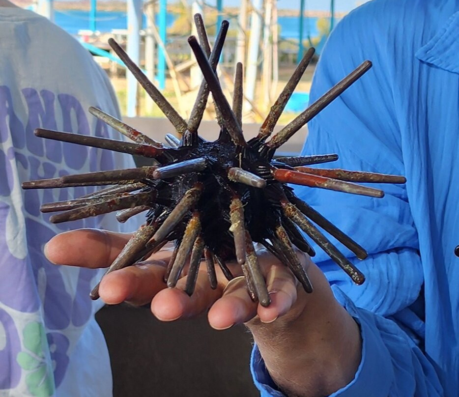 Bardi Ardyaloon Hatchery-Dampier Peninsula必去景点