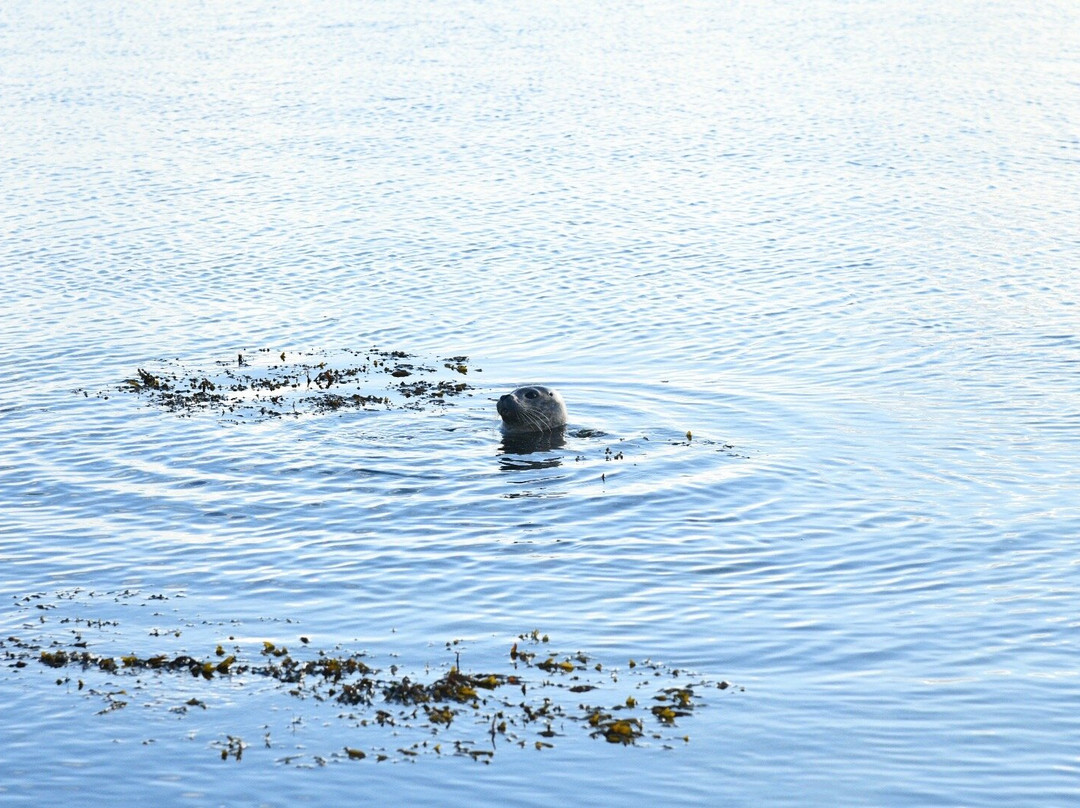 Ytri Tunga Beach-布迪尔必去景点