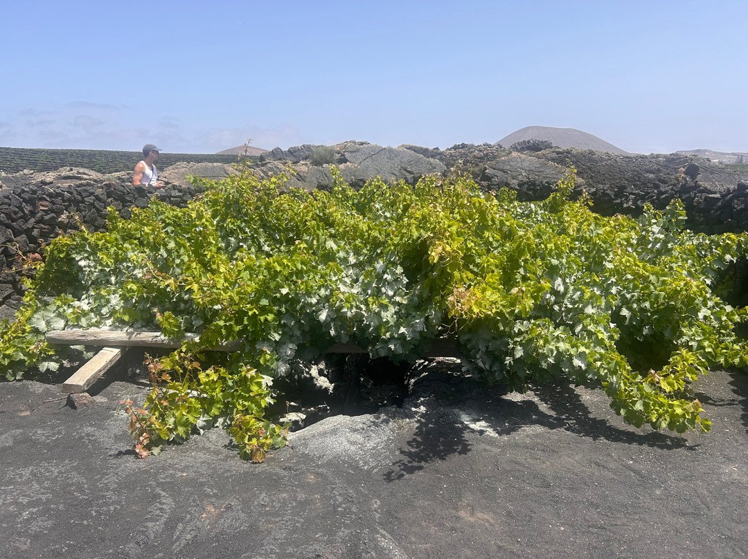 El Grifo - Museo del Vino-San Bartolome必去景点