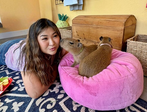 Happy Capys Capybara Experiences