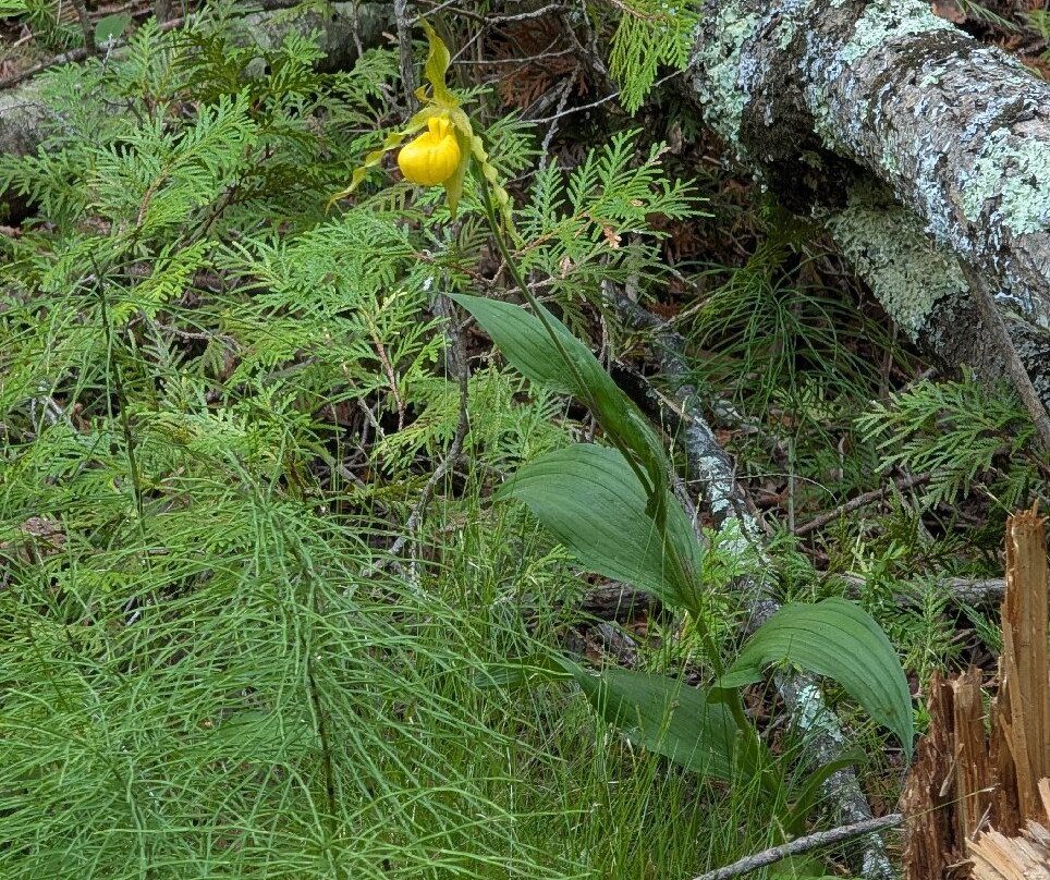 The Ridges Sanctuary-Baileys Harbor必去景点