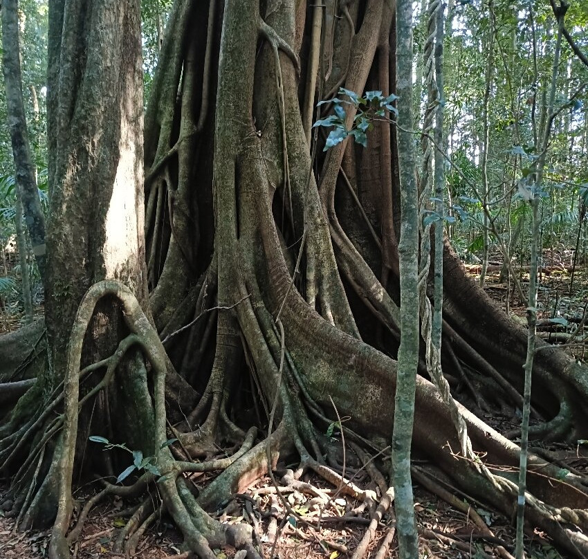 Mary Cairncross Scenic Reserve-马莱尼必去景点