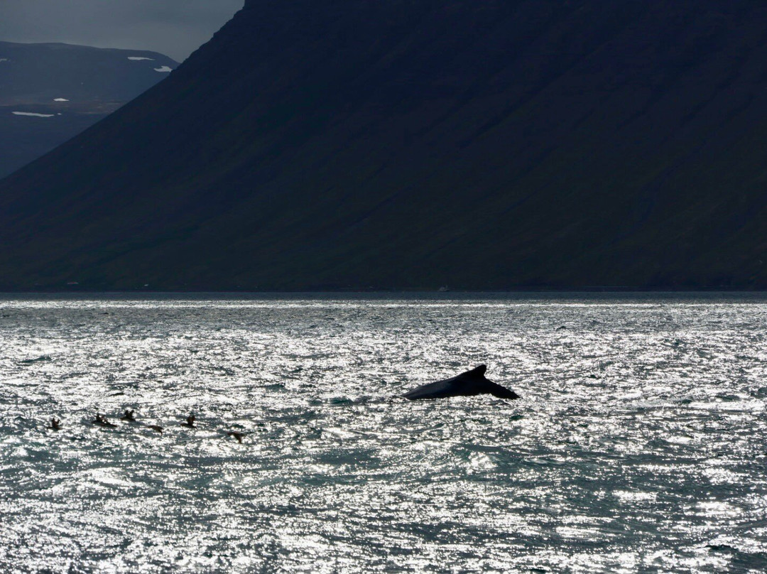 Sjóferðir Ehf-伊萨菲厄泽必去景点