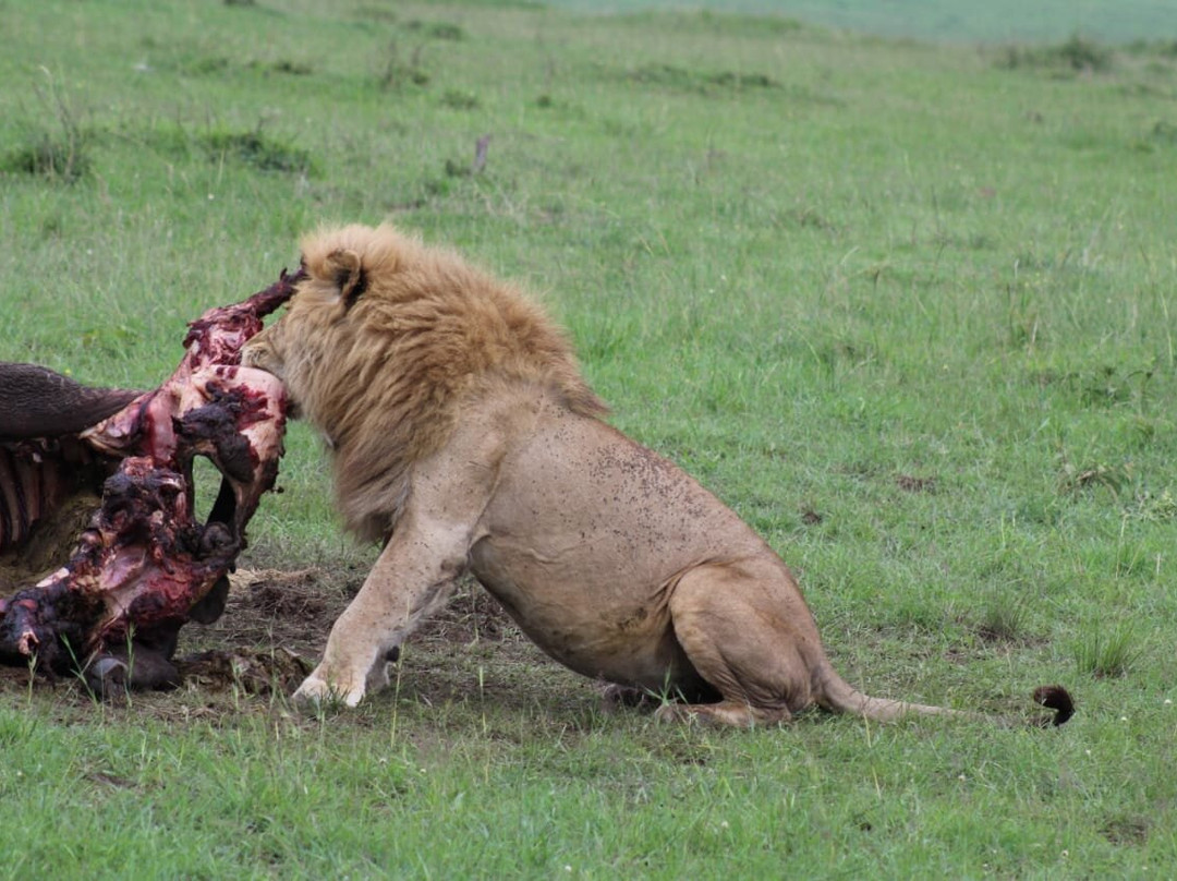 Seven Wonders Safaris-Usa River必去景点