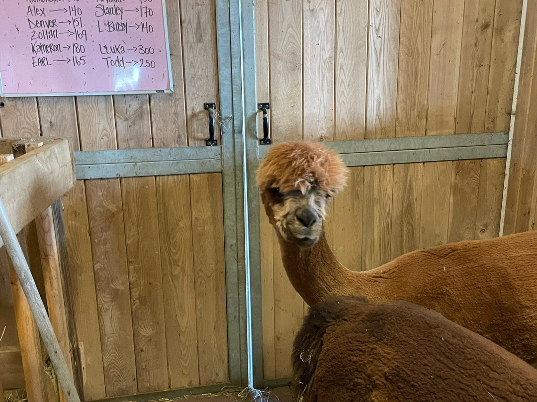 Alpine Ridge Alpacas