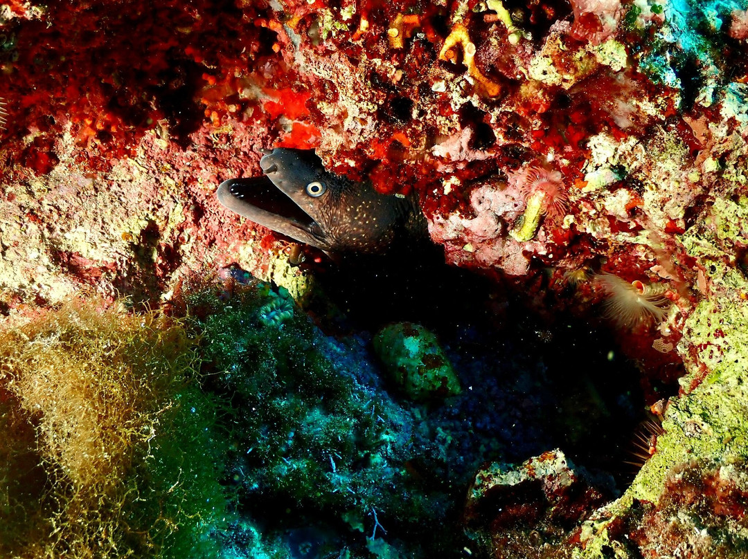 Dive & Fun-卡普德佩拉必去景点