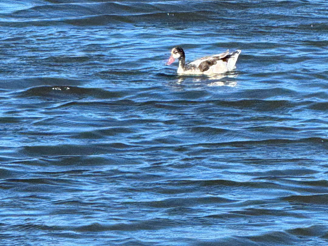ScopriSardegna - Day Tour-Porto Torres必去景点