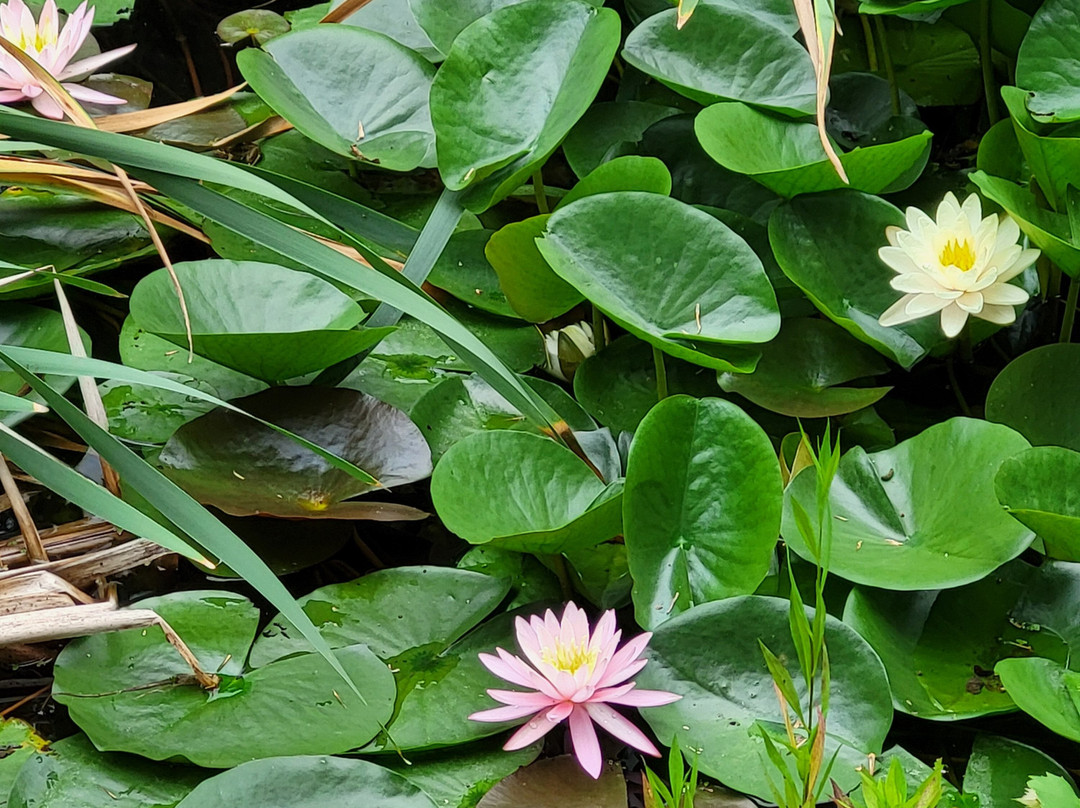 Sonnenberg Gardens & Mansion State Historic Park-卡南代瓜必去景点