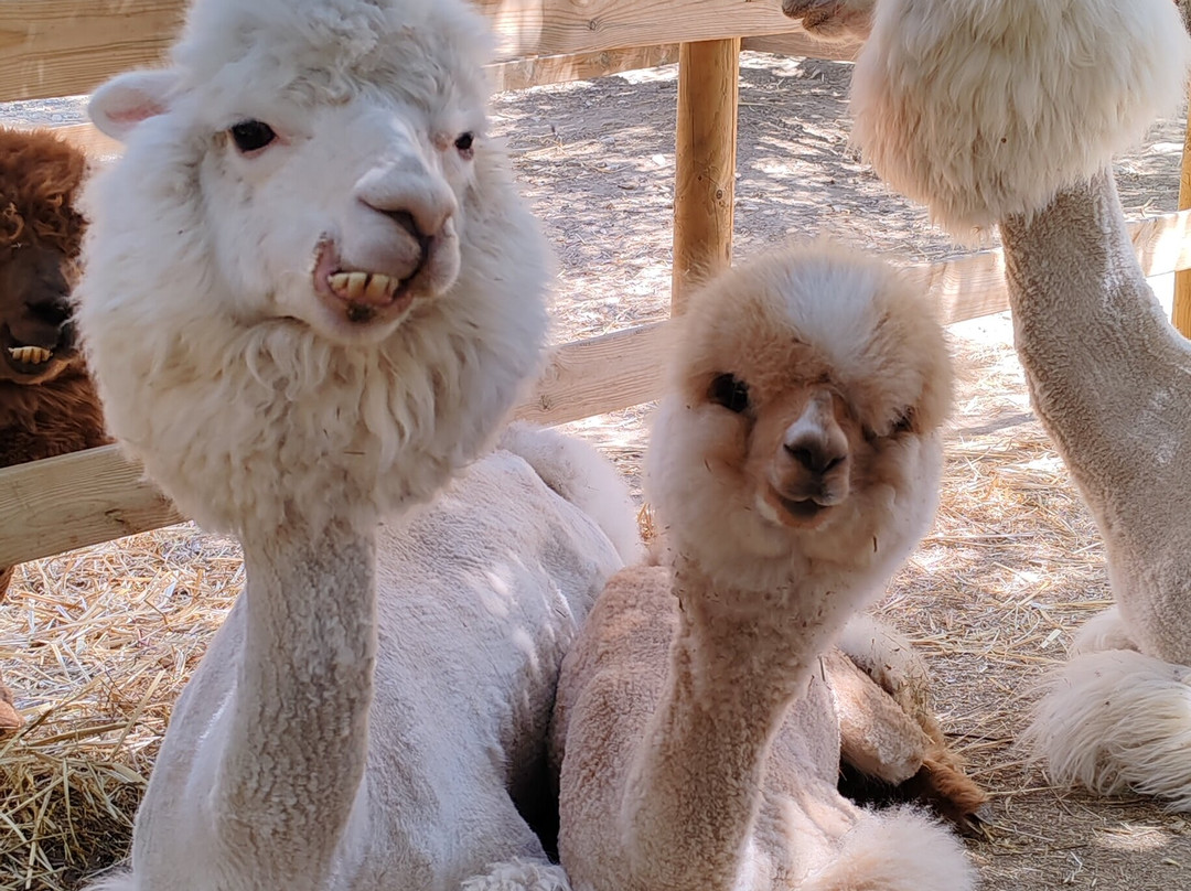 Basilicata Alpaca-Acerenza必去景点