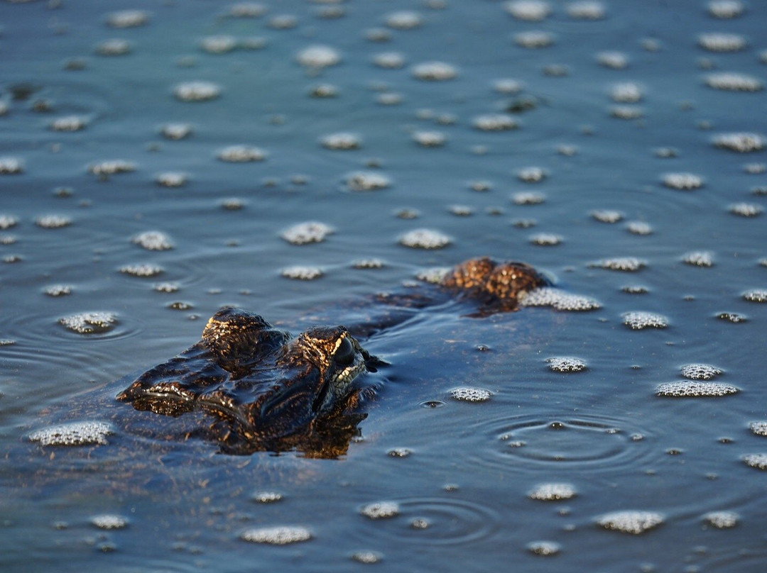 Airboat And Gator Charters-De Leon Springs必去景点