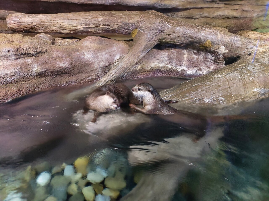 Aquaria Phuket Thailand-普吉镇必去景点