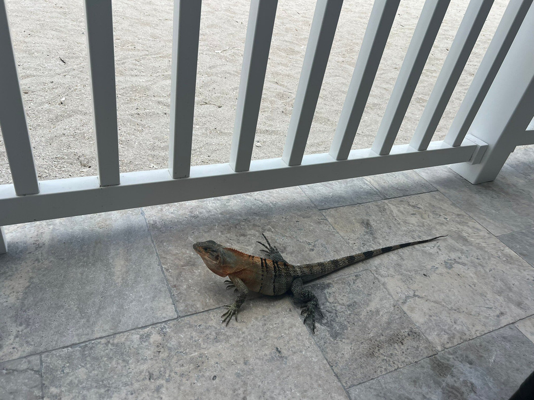 South Beach Bar And Grille