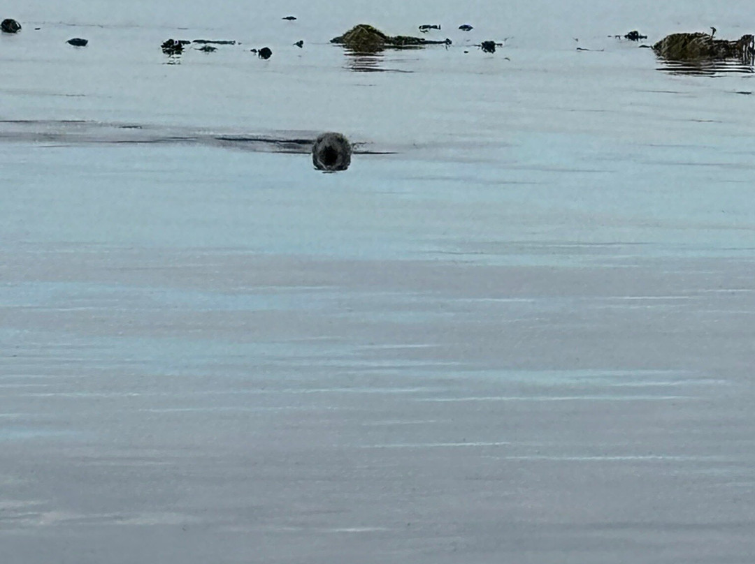 Forth Sea Safaris-Burntisland必去景点