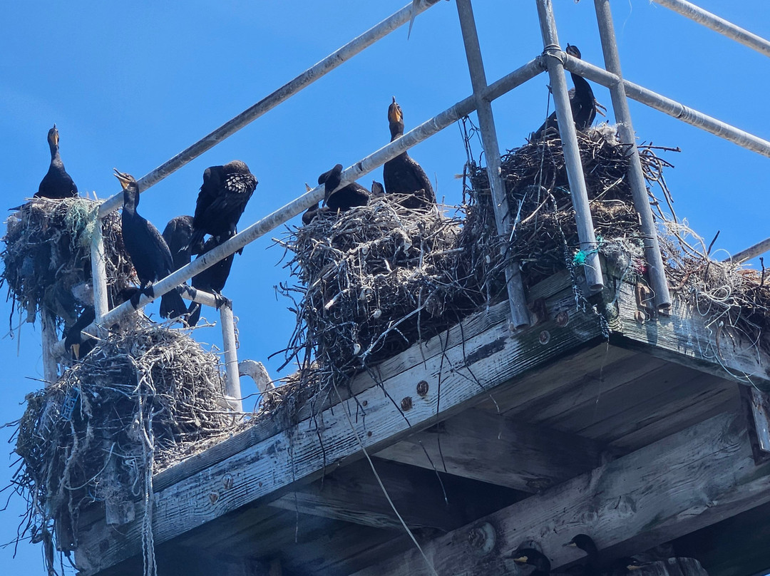 Monomoy Island Excursions-Harwich Port必去景点