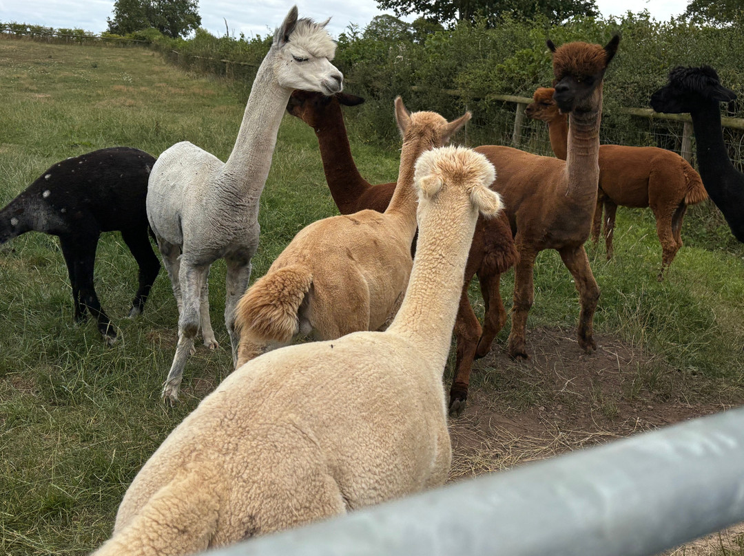 Clivewood Alpacas-什鲁斯伯里必去景点