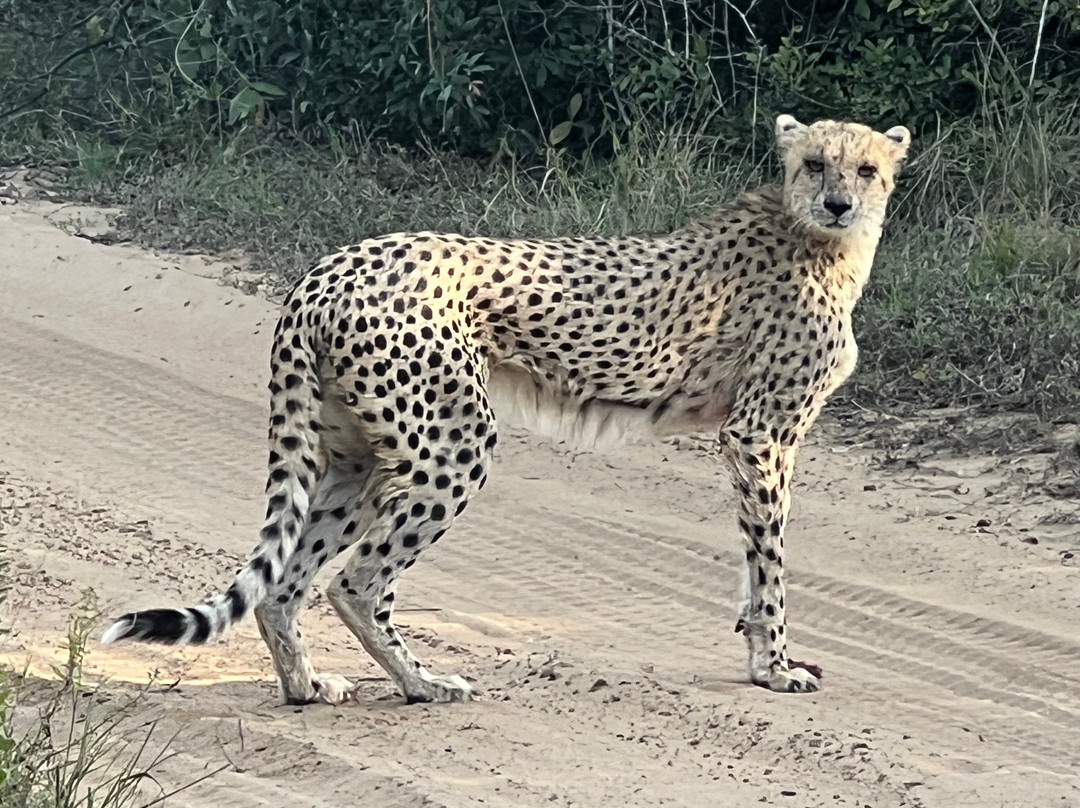 Makhasa Private Game Lodge主图