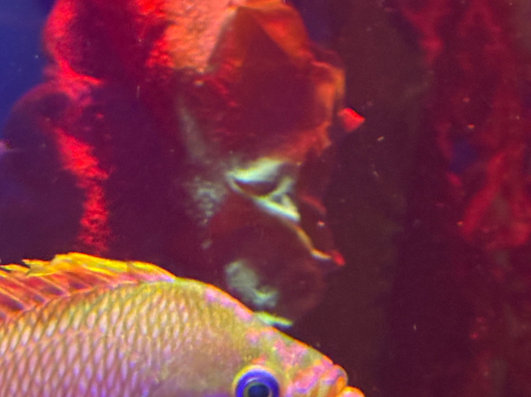 SEA LIFE Speyer-施派尔必去景点