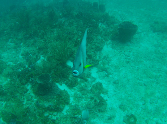 South Florida Diving Headquarters-庞帕诺比奇必去景点