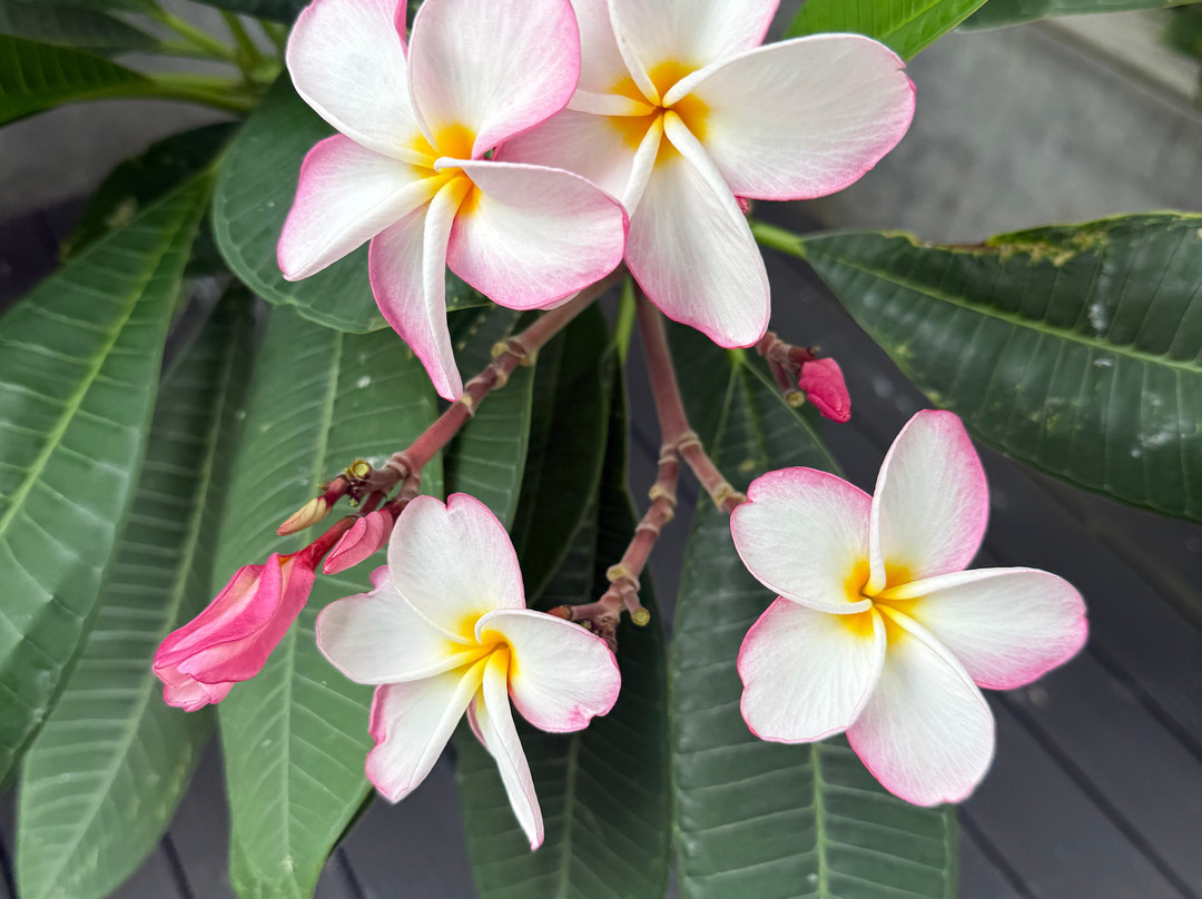 Belmont Boutique Hotel主图