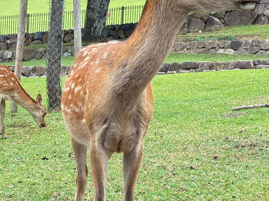 若草山-奈良市必去景点
