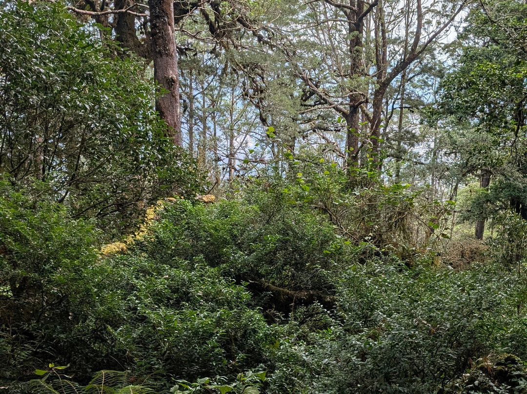 Gunung Mutis Natural Reserve-Soe必去景点