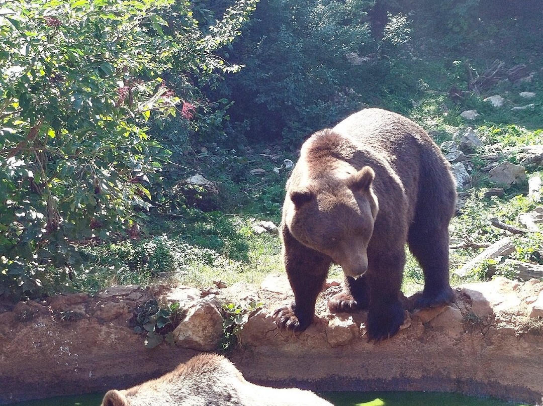 Bear Sanctuary-Kuterevo必去景点