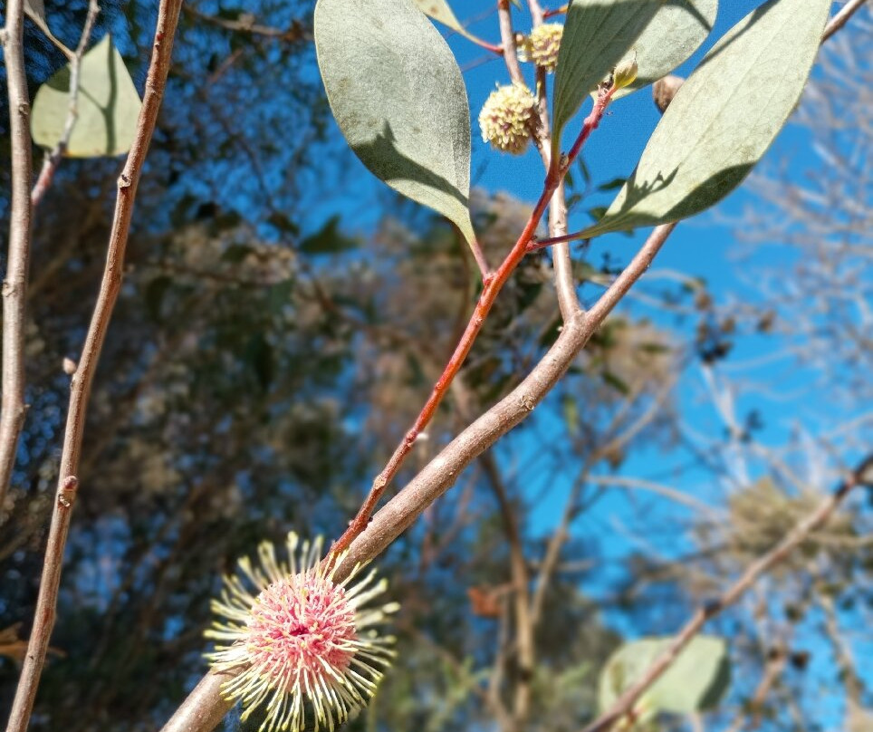 Woop Woop Sculpture Garden-Harcourt必去景点