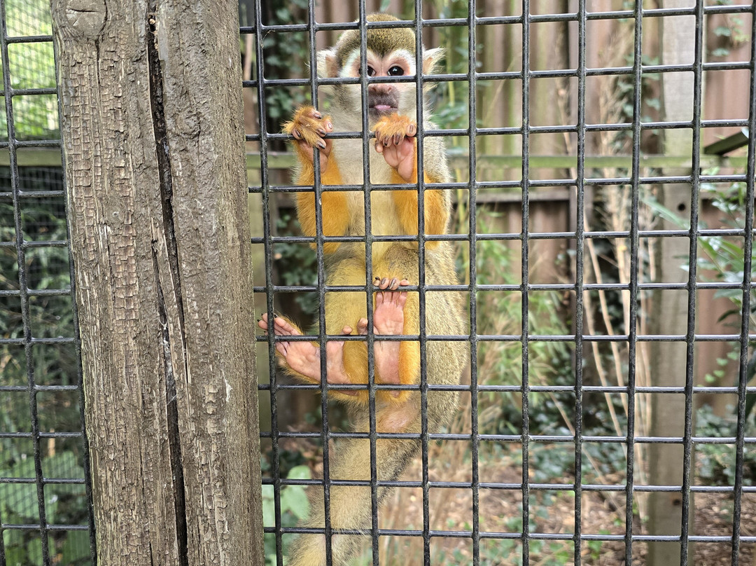 Uilen- en Dierenpark De Paay-Beesd必去景点