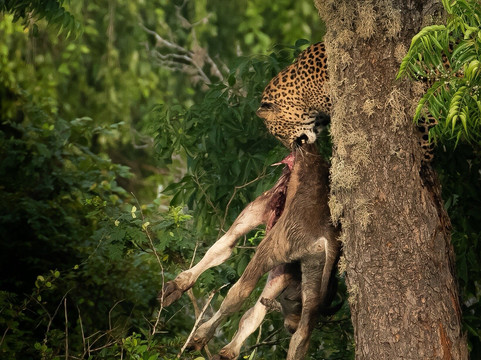 Black Leopard Safari Yala-蒂瑟默哈拉默必去景点