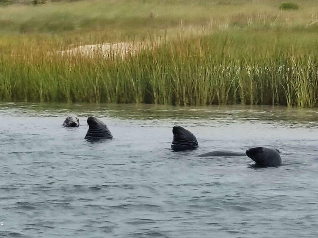Beachcomber Tours-查塔姆必去景点