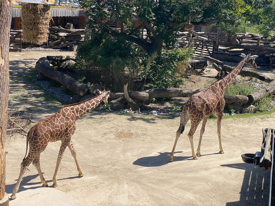 Zoo Karlsruhe-卡尔斯鲁厄必去景点