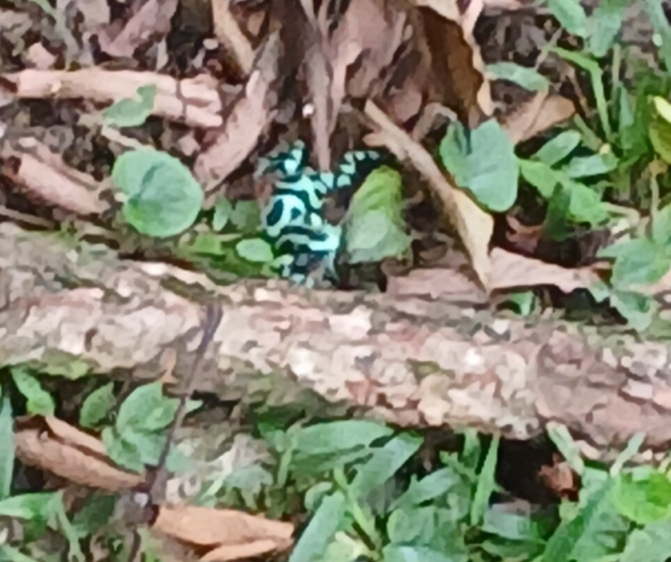 Ara Manzanillo-Manzanillo必去景点