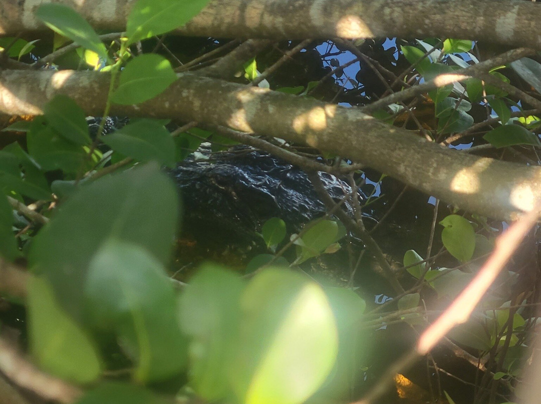 Big Cypress National Preserve-奥乔皮必去景点