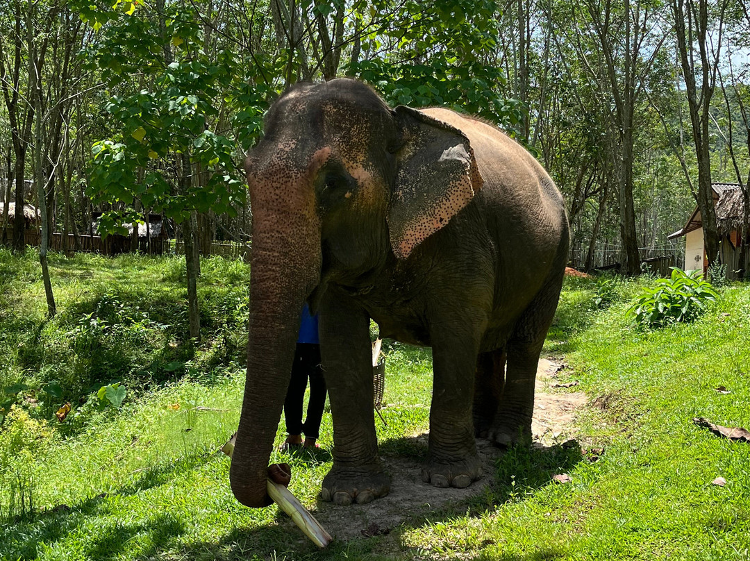 Koh Yao Elephant Care & House-Phru Nai必去景点