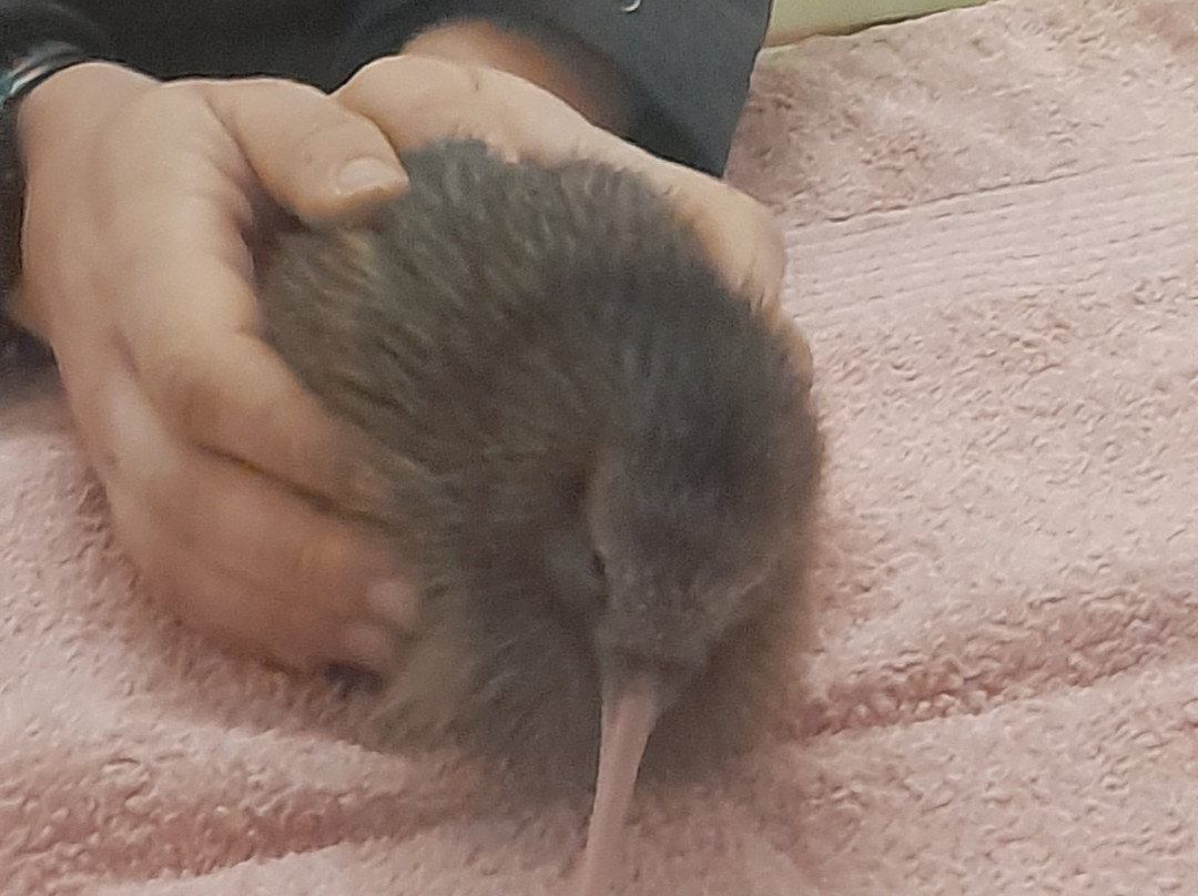 Pūkaha National Wildlife Centre-马斯特顿必去景点