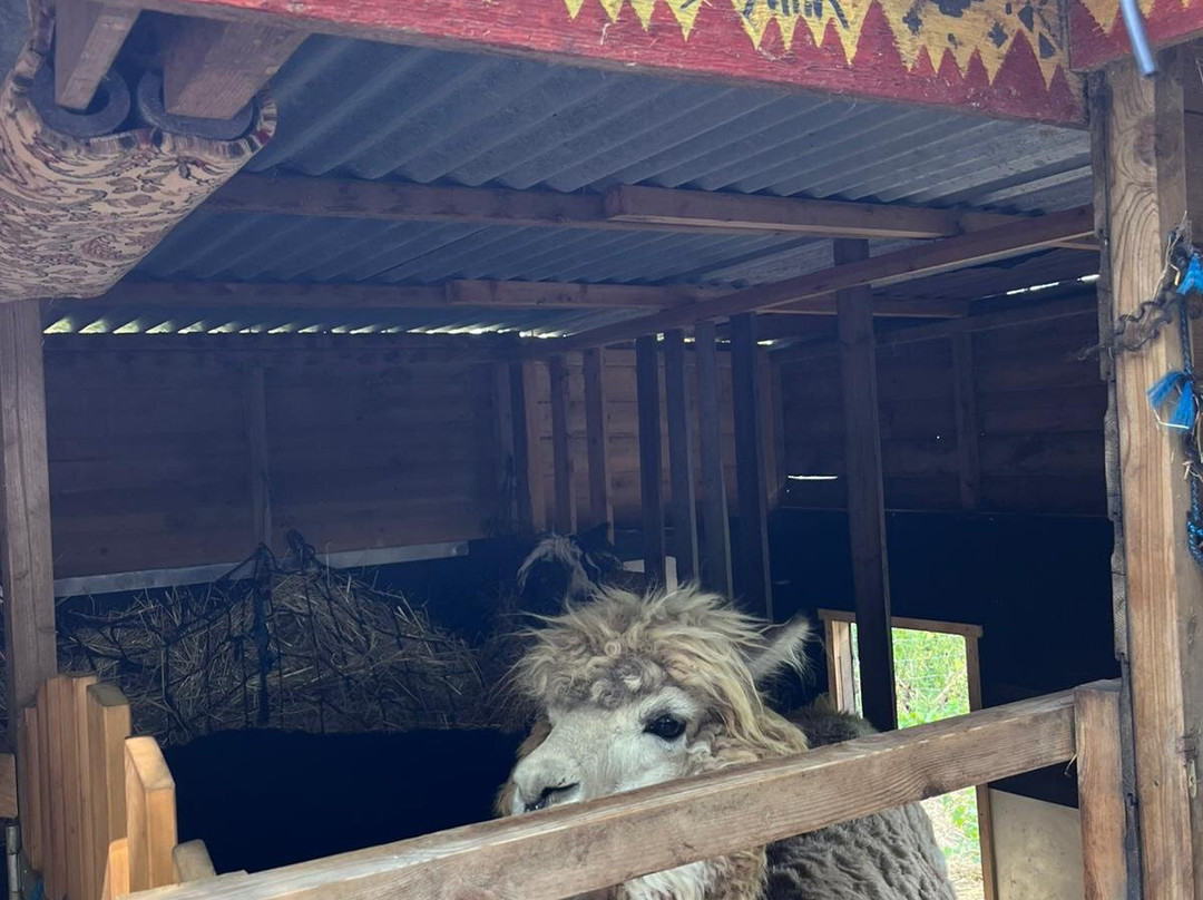 Alpaca Trekking-Wells-next-the-Sea必去景点