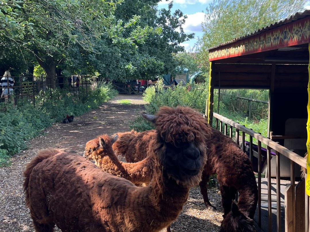 Alpaca Trekking-Wells-next-the-Sea必去景点
